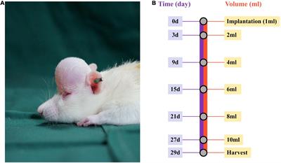 Metformin Promotes Mechanical Stretch-Induced Skin Regeneration by Improving the Proliferative Activity of Skin-Derived Stem Cells